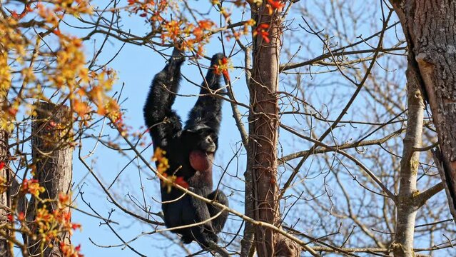 The black-headed spider monkey, Ateles fusciceps is a species of spider monkey, a type of New World monkey, from Central and South America.