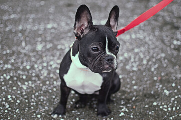 french bulldog puppy
