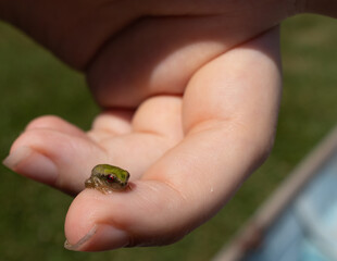 Little baby green treefrog being held in my daughter's hand and the end of her finger. Sitting here looking very comfortable with shiny green skin and red eyes.
