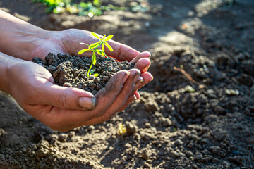 Dirty hands hold the earth with a green plant.