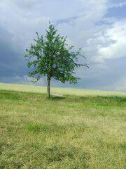 Fototapeta na wymiar lonely tree on a meadow