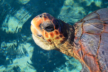Eine Aufnahme einer geschützen Meeresschildkröte im Wasser. Diese Schildkröten brauchen den...