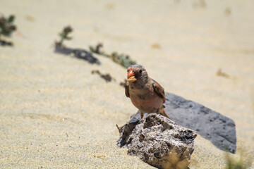 Ein Wüstengimpel oder ein Wüstentrompeter, Bucanetes githagineus beim Fressen auf einer Pflanze.
