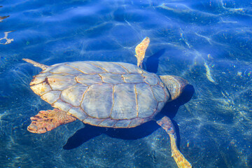 Eine Aufnahme einer geschützen Meeresschildkröte im Wasser. Diese Schildkröten brauchen den Weltweiten Schutz und ihrer Habitate. 