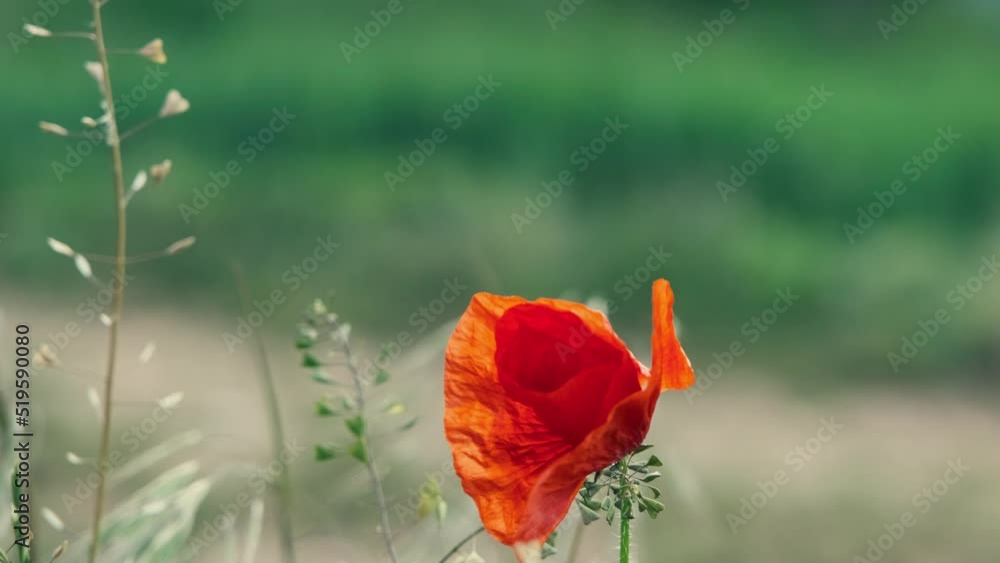 Wall mural beautiful red poppies in the field, vertical shot