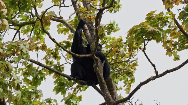 The black-headed spider monkey, Ateles fusciceps is a species of spider monkey, a type of New World monkey, from Central and South America.