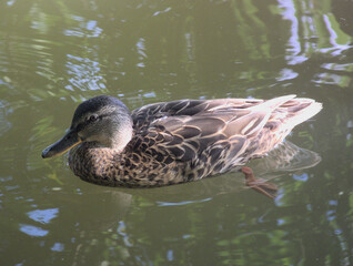 eine Ente auf einem Teich