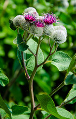 A burdock plant in the summer sunshine.Greater Burdock (Arctium lappa) plant