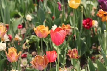 red and yellow tulips