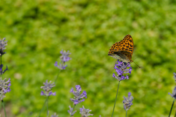 Silver-washed Fritillary butterfly (Argynnis paphia) sitting on lavender in Zurich, Switzerland