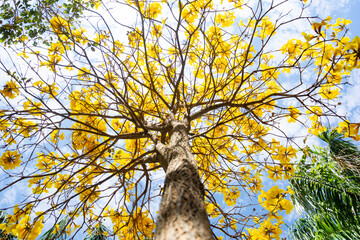 Ipê amarelo durante a floração em um dia com nuvens e céu azul.