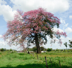 Uma paineira com flores rosa num dia ensolarado com nuvens e céu azul.