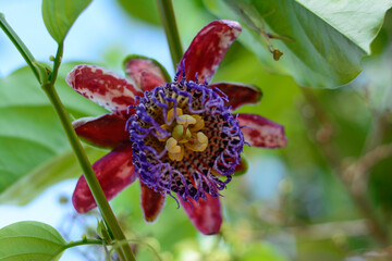 A flor do maracujá doce desabrochou.