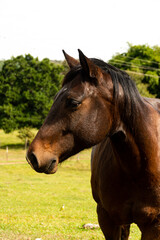 Fototapeta na wymiar Retrato de um cavalo marrom olhando para o lado.