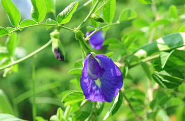 Obraz na płótnie Canvas Closeup of a Stunning Butterfly Pea or Aparajita Flower with Buds Blossoming in the Sunlight
