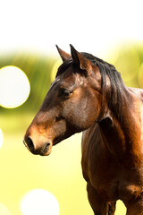 Retrato de um cavalo marrom olhando para o lado.