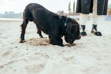 Joyful active dog digs hole in sand