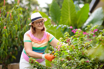 Senior woman gardening. Garden plants, flowers.
