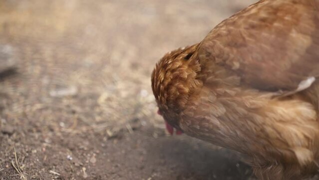 Lohmann Brown Chicken Scratches Head With Foot While Feeding On The Ground In An Animal Farm. close up
