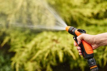 woman watering plant in garden in summer