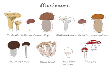 Mushrooms drawn in one line with colored elements. Set of mushrooms . Vector illustration