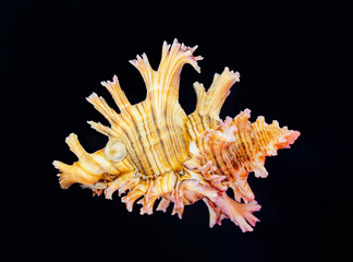 Ramose murex Branched shell on black background