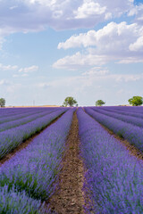 Fototapeta na wymiar Lavender field.