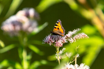 Schmetterling