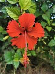 Fleur d'hibiscus