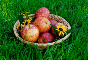 a basket with gorgeous big ripe red apples on the fresh green meadow covered with dew