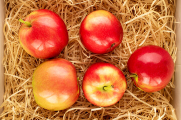 Fototapeta na wymiar Several juicy red apples in a box with wooden shavings, macro, top view.