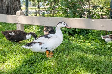 Closeup shot of Magpie duck standing on grass in the park
