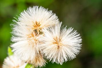 Fluffy cap of a plant in dew