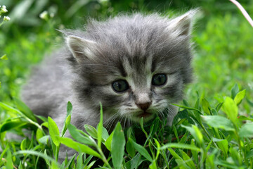 Naklejka na ściany i meble Fluffy cat sitting in the grass