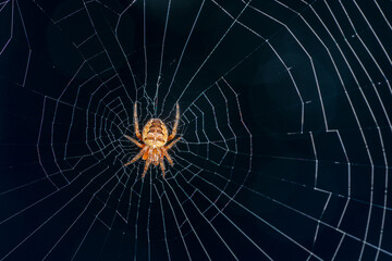 There is a spider inside the web