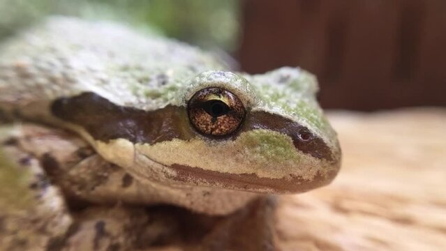 Frog closeup green Pacific Treefrog