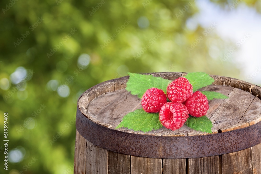 Wall mural Red raspberries in garden. Red sweet berries in fruit garden.