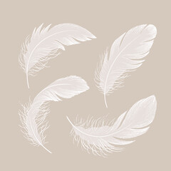 A set of delicate feathers. Vector illustration