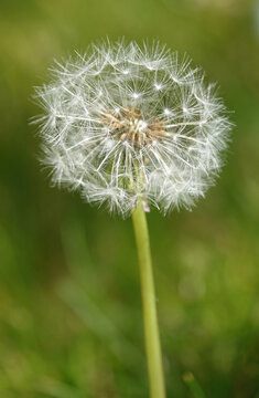 A closeup shot of the seed head of a dandelion. 