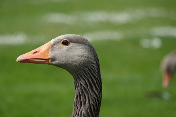 Closeup of a greylag goose head and neck. 