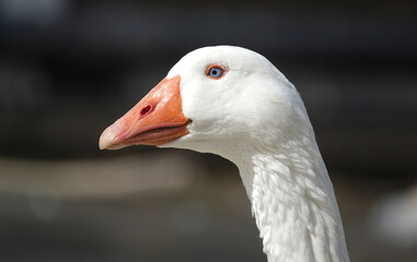 A closeup of the head of a domestic goose. 