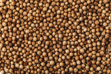 Coriander seeds. Coriander dry seeds background.