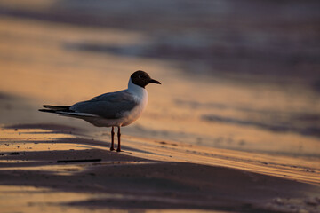 Seagull on the beach by sea