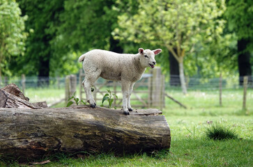 Obraz na płótnie Canvas A cute image of a lamb standing on a log in a field. 