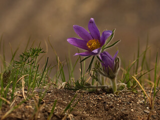 Russia. South Of Western Siberia. Lumbago disclosed (Sleep-grass) - the first spring flowers on the rocky slopes of the Altai mountains.