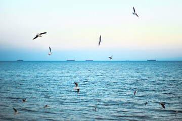Fototapeta na wymiar seagulls fly's by the sea. ships in the background