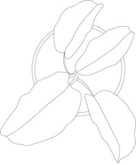 Top view of a rubber plant. Vector house plant illustration.