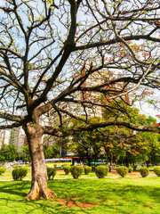 Trees, blue sky and beautiful residential and commercial buildings. Central panorama of the city of Belo Horizonte. Raul Soares Square.