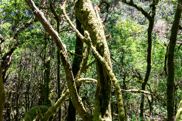 Fototapeta premium Mystical hiking trail through the dense laurel forest in Garajonay National Park, La Gomera, Canary Islands, Spain, Europe. Central ancient Lush green Laurisilva forests with many endemic species. Awe