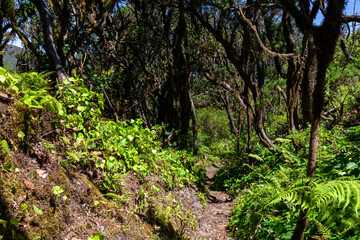 Mystical hiking trail through the laurel forest in Garajonay National Park, La Gomera, Canary Islands, Spain, Europe. Central ancient Lush green Laurisilva forests with many endemic species. Fauna
